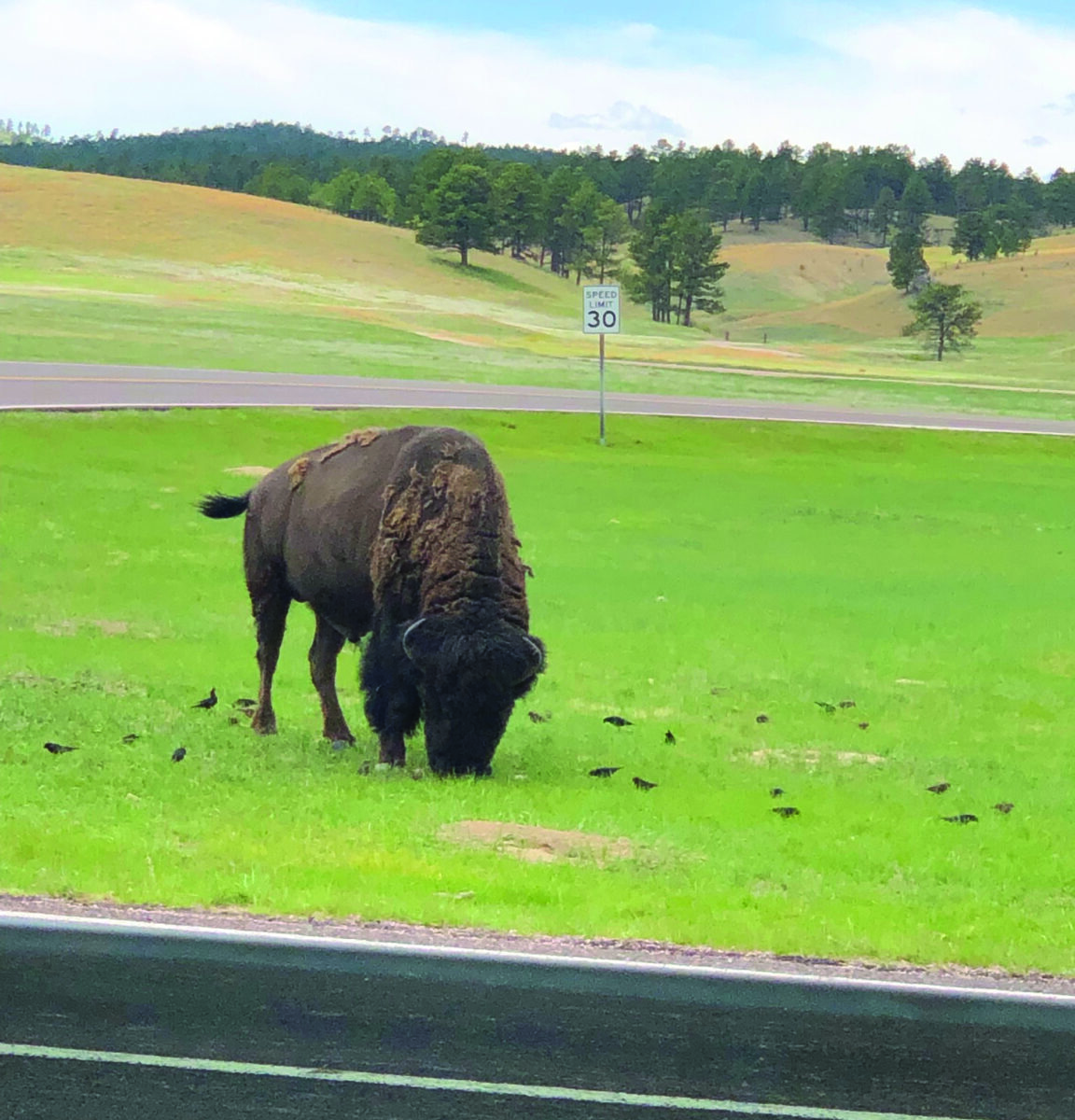 Large Bison eating grass